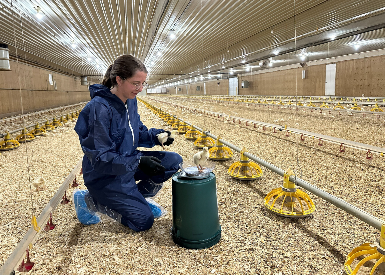 Two individuals assessing baby chick